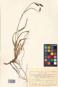 Carex flavocuspis Franch. & Sav., Siberia, Russian Far East (S6) (Russia)