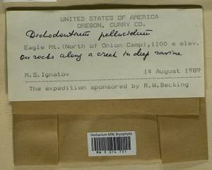 Dichodontium pellucidum (Hedw.) Schimp., Bryophytes, Bryophytes - America (BAm) (United States)