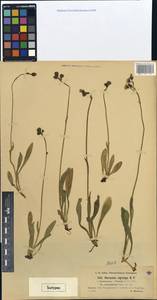 Hieracium nigriceps, Western Europe (EUR) (Germany)