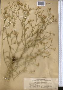 Centaurea virgata subsp. squarrosa (Willd.) Gugler, Middle Asia, Pamir & Pamiro-Alai (M2) (Uzbekistan)