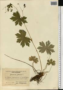 Geranium phaeum L., Eastern Europe, Moldova (E13a) (Moldova)
