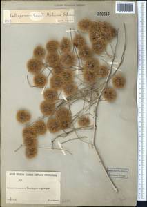 Calligonum caput-medusae Schrenk, Middle Asia, Karakum (M6) (Turkmenistan)