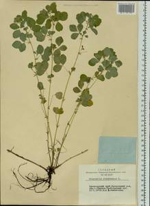 Medicago platycarpos (L.) Trautv., Siberia, Altai & Sayany Mountains (S2) (Russia)