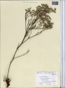 Limonium tomentellum (Boiss.) Kuntze, Middle Asia, Caspian Ustyurt & Northern Aralia (M8) (Kazakhstan)