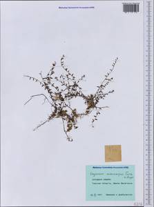 Vaccinium microcarpum (Turcz. ex Rupr.) Schmalh. ex Busch, Siberia, Western Siberia (S1) (Russia)