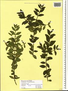 Buxus sempervirens L., Caucasus, Azerbaijan (K6) (Azerbaijan)
