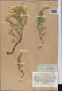 Dracocephalum peregrinum L., Middle Asia, Dzungarian Alatau & Tarbagatai (M5) (Kazakhstan)