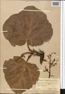 Rheum turkestanicum Janisch, Middle Asia, Karakum (M6) (Turkmenistan)