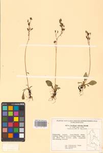 Micranthes calycina (Sternb.) Gornall & H. Ohba, Siberia, Russian Far East (S6) (Russia)