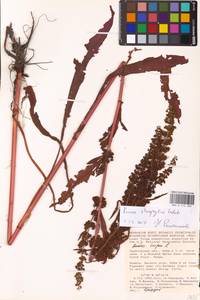 Rumex stenophyllus Ledeb., Eastern Europe, Lower Volga region (E9) (Russia)