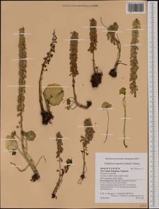 Umbilicus rupestris (Salisb.) Dandy, Western Europe (EUR) (United Kingdom)