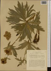 Helleborus bocconei subsp. bocconei, Western Europe (EUR) (Italy)