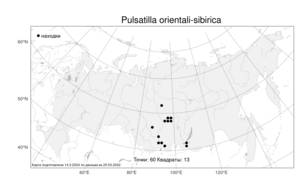 Pulsatilla orientali-sibirica Stepanov, Atlas of the Russian Flora (FLORUS) (Russia)