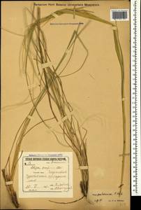 Stipa pulcherrima K.Koch, Caucasus, Stavropol Krai, Karachay-Cherkessia & Kabardino-Balkaria (K1b) (Russia)