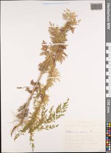 Artemisia annua L., Siberia, Altai & Sayany Mountains (S2) (Russia)