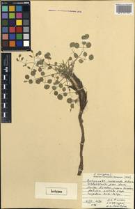 Autumnalia inopinata Pimenov, Middle Asia, Pamir & Pamiro-Alai (M2) (Uzbekistan)