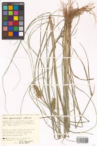 Carex neurocarpa Maxim., Siberia, Russian Far East (S6) (Russia)