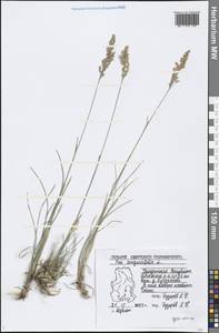 Poa angustifolia L., Eastern Europe, Volga-Kama region (E7) (Russia)