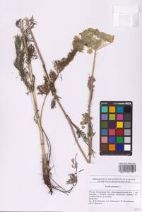 Seseli annuum L., Eastern Europe, Middle Volga region (E8) (Russia)