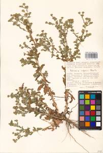 Pulicaria vulgaris Gaertn., Eastern Europe, Lower Volga region (E9) (Russia)