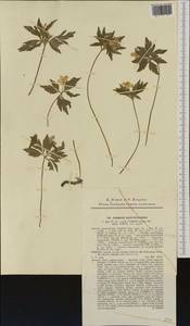 Anemone ranunculoides L., Western Europe (EUR) (Czech Republic)