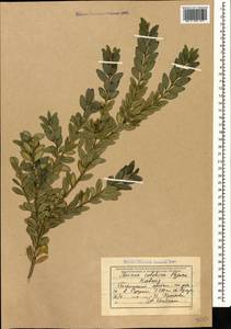 Buxus sempervirens L., Caucasus, Abkhazia (K4a) (Abkhazia)