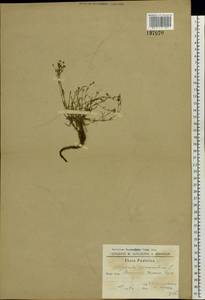 Cynanchica pyrenaica subsp. cynanchica (L.) P.Caputo & Del Guacchio, Eastern Europe, South Ukrainian region (E12) (Ukraine)