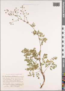 Thalictrum foetidum L., Caucasus, North Ossetia, Ingushetia & Chechnya (K1c) (Russia)