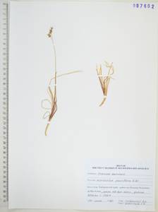 Anthoxanthum arcticum Veldkamp, Siberia, Russian Far East (S6) (Russia)