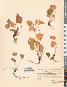 Viola sacchalinensis H.Boissieu, Siberia, Chukotka & Kamchatka (S7) (Russia)