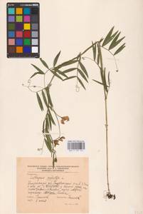 Lathyrus palustris L., Eastern Europe, Central region (E4) (Russia)