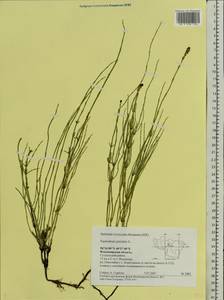 Equisetum palustre L., Eastern Europe, Central region (E4) (Russia)