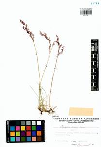Agrostis vinealis Schreb., Siberia, Baikal & Transbaikal region (S4) (Russia)