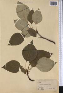 Populus balsamifera L., America (AMER) (United States)