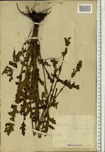 Pedicularis sceptrum-carolinum L., Eastern Europe, Estonia (E2c) (Estonia)