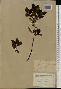 Salix vaudensis Schleich. ex J.Forbes, Eastern Europe, Western region (E3) (Russia)