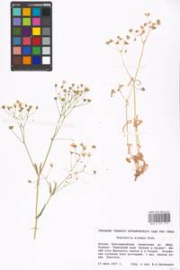 Gypsophila elegans M. Bieb., Eastern Europe, Moscow region (E4a) (Russia)