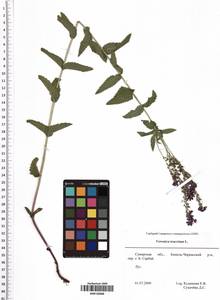 Veronica teucrium L., Eastern Europe, Middle Volga region (E8) (Russia)