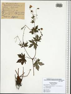 Geranium palustre L., Eastern Europe, Central region (E4) (Russia)