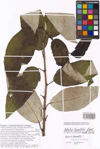 Populus balsamifera L., Eastern Europe, Moscow region (E4a) (Russia)