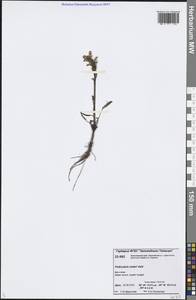 Pedicularis oederi Vahl, Siberia, Central Siberia (S3) (Russia)