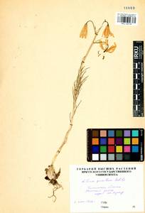 Lilium pumilum Redouté, Siberia, Baikal & Transbaikal region (S4) (Russia)