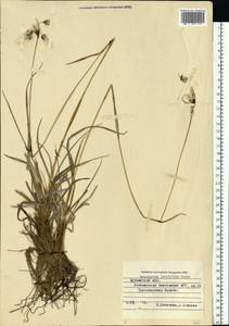 Eriophorum latifolium Hoppe, Eastern Europe, Northern region (E1) (Russia)