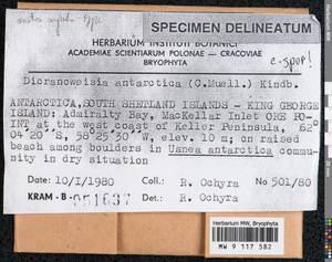 Hymenoloma antarcticum (Müll. Hal.) Ochyra, Bryophytes, Bryophytes - Antarctica (BAn) (Antarctica)