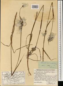 Eriophorum angustifolium Honck., Mongolia (MONG) (Mongolia)