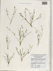 Juncus ranarius Songeon & E. P. Perrier, Eastern Europe, Northern region (E1) (Russia)