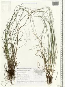 Carex brunnescens (Pers.) Poir., Eastern Europe, Central region (E4) (Russia)