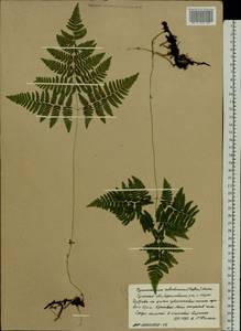 Gymnocarpium robertianum (Hoffm.) Newman, Eastern Europe, Central region (E4) (Russia)