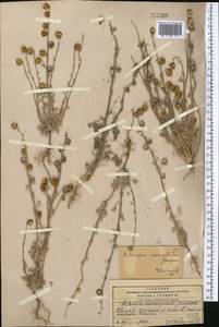 Artemisia macrocephala Jacquem. ex Besser, Middle Asia, Pamir & Pamiro-Alai (M2) (Tajikistan)