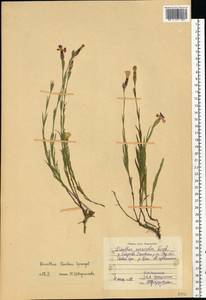 Dianthus chinensis L., Eastern Europe, Central region (E4) (Russia)